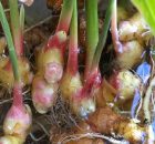 How to use Comfrey for Broken Bones and Bruises - Natural Healing Magazine