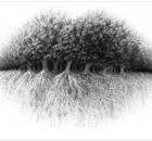 How to use Comfrey for Broken Bones and Bruises - Natural Healing Magazine